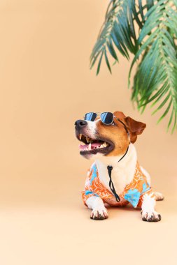 Jack Russel Terrier köpeği palmiye ağacının altında dinleniyor ve dinleniyor. Tatil kavramı, evcil bir hayvanla seyahat etmek.