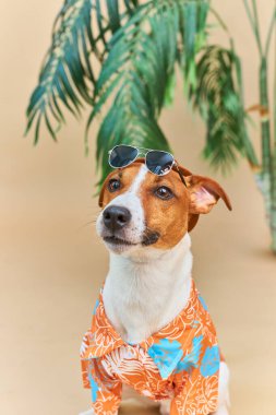 Jack Russel Terrier köpeği palmiye ağacının altında dinleniyor ve dinleniyor. Tatil kavramı, evcil bir hayvanla seyahat etmek.