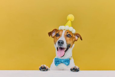Doğum günü şapkalı komik köpek ve sarı arka planda mavi papyonlu. Jack Russell Terrier yıldönümünü kutluyor.