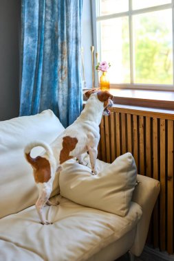 Sevimli köpek Jack Russel Teriyer iki ayak üzerinde duruyor ve pencereden başka tarafa bakıyor sahibini arıyor ya da bekliyor. Evcil hayvanlar, evcil hayvanlar, dostluk, seni özledim konsept
