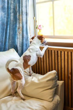 Sevimli köpek Jack Russel Teriyer iki ayak üzerinde duruyor ve pencereden başka tarafa bakıyor sahibini arıyor ya da bekliyor. Evcil hayvanlar, evcil hayvanlar, dostluk, seni özledim konsept