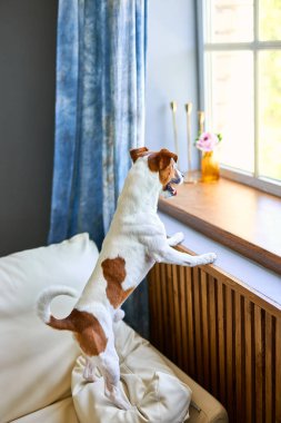Sevimli köpek Jack Russel Teriyer iki ayak üzerinde duruyor ve pencereden başka tarafa bakıyor sahibini arıyor ya da bekliyor. Evcil hayvanlar, evcil hayvanlar, dostluk, seni özledim konsept
