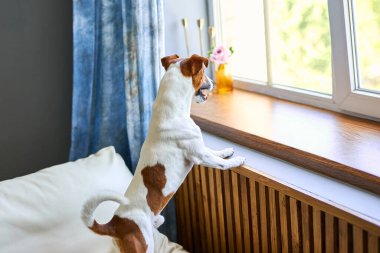 Sevimli köpek Jack Russel Teriyer iki ayak üzerinde duruyor ve pencereden başka tarafa bakıyor sahibini arıyor ya da bekliyor. Evcil hayvanlar, evcil hayvanlar, dostluk, seni özledim konsept