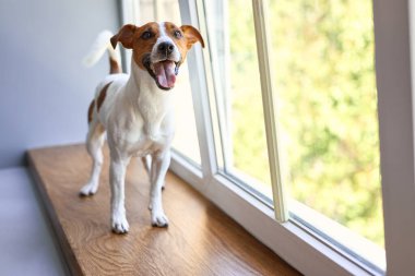 Pencere kenarında gülümseyen Jack Russell Terrier. Saf kan, evcil köpek portresi. Sahibini bekleyen meraklı bir hayvan. Köpek duyguları