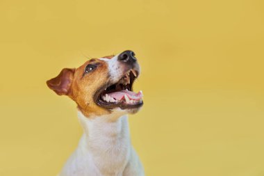 Tatlı komik köpek Jack Russell Terrier 'ın portresi. Sarı arka planda dili dışarı fırlamış.