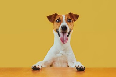 Tatlı komik köpek Jack Russell Terrier 'ın portresi. Sarı arka planda dili çıkmış kameraya bakıyor.