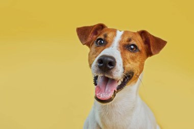 Tatlı komik köpek Jack Russell Terrier 'ın portresi. Sarı arka planda dili çıkmış kameraya bakıyor.
