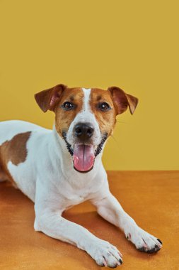Tatlı komik köpek Jack Russell Terrier 'ın portresi. Sarı arka planda dili çıkmış kameraya bakıyor.