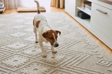 Sevimli köpek Jack Russell teriyeri evde geriliyor, oyuna hazır. Sabahları evcil hayvan. Boşluğu kopyala