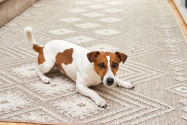 Sevimli Jack Russell köpeği evde korkmuş ve üzgün bir şekilde halıya uzanıyor.