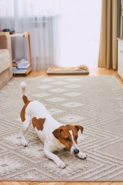 Sevimli köpek Jack Russell teriyeri evde geriliyor, oyuna hazır. Sabahları evcil hayvan. Boşluğu kopyala