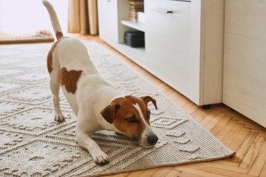 Sevimli köpek Jack Russell teriyeri evde geriliyor, oyuna hazır. Sabahları evcil hayvan. Boşluğu kopyala