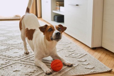 Sevimli Jack Russell Terrier en sevdiği oyuncakla oynuyor. Evcil hayvanlar için turuncu lastik topu olan küçük bir köpek. Kapat, kopyala alanı, rahat iç arkaplan