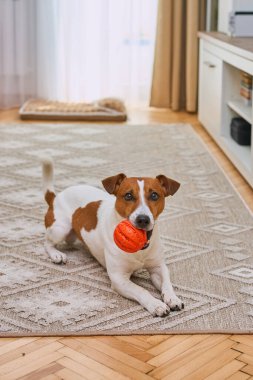 Sevimli Jack Russell Terrier en sevdiği oyuncakla oynuyor. Evcil hayvanlar için turuncu lastik topu olan küçük bir köpek. Kapat, kopyala alanı, rahat iç arkaplan