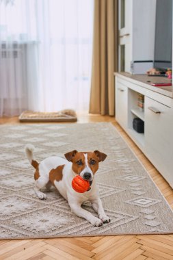 Sevimli Jack Russell Terrier en sevdiği oyuncakla oynuyor. Evcil hayvanlar için turuncu lastik topu olan küçük bir köpek. Kapat, kopyala alanı, rahat iç arkaplan