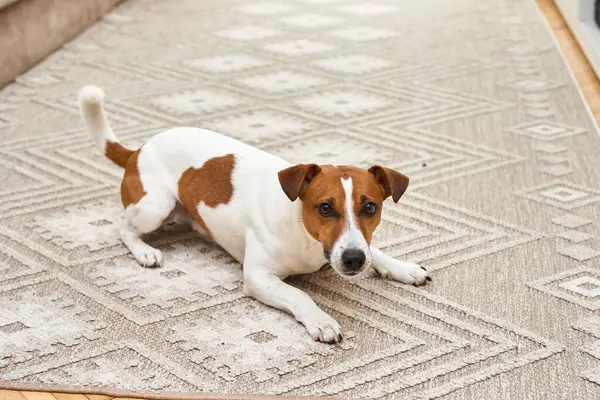 Sevimli Jack Russell köpeği evde korkmuş ve üzgün bir şekilde halıya uzanıyor.