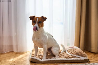 Jack Russel Terrier Aç Köpek Yalıyor, rahat köpek yatağında oturuyor. Odanın içinde hafif bir arka plan var. Köpek Plush Fleecy Pet yatağında uyuyor.