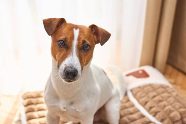 Sevimli komik bir Jack Russel Terrier peluş köpek yatağında yatıyor. Odanın içinde hafif bir arka plan var. Köpek Plush Fleecy Pet yatağında uyuyor.
