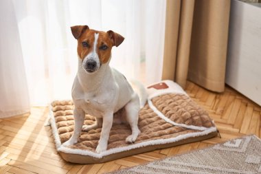 Sevimli komik bir Jack Russel Terrier peluş köpek yatağında yatıyor. Odanın içinde hafif bir arka plan var. Köpek Plush Fleecy Pet yatağında uyuyor.