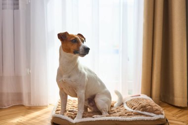Sevimli komik bir Jack Russel Terrier peluş köpek yatağında yatıyor. Odanın içinde hafif bir arka plan var. Köpek Plush Fleecy Pet yatağında uyuyor.