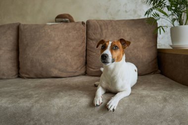 Güzel Jack Russell Terrier köpeği bej renkli tekstil kanepesinde gündüz vakti. Evdeki kanepede oturan komik kürk lekeli küçük kaba köpecik. Kapat, kopyala boşluk, arkaplan
