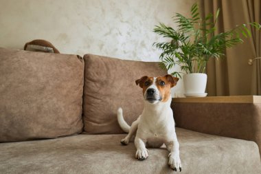 Güzel Jack Russell Terrier köpeği bej renkli tekstil kanepesinde gündüz vakti. Evdeki kanepede oturan komik kürk lekeli küçük kaba köpecik. Kapat, kopyala boşluk, arkaplan