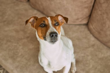 Güzel Jack Russell Terrier köpeği bej renkli tekstil kanepesinde gündüz vakti. Evdeki kanepede oturan komik kürk lekeli küçük kaba köpecik. Kapat, kopyala boşluk, arkaplan