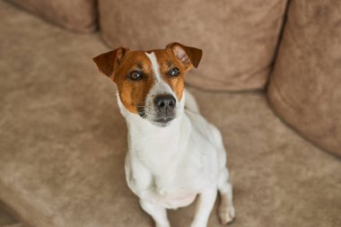 Güzel Jack Russell Terrier köpeği bej renkli tekstil kanepesinde gündüz vakti. Evdeki kanepede oturan komik kürk lekeli küçük kaba köpecik. Kapat, kopyala boşluk, arkaplan