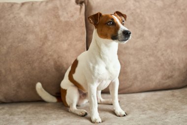 Güzel Jack Russell Terrier köpeği bej renkli tekstil kanepesinde gündüz vakti. Evdeki kanepede oturan komik kürk lekeli küçük kaba köpecik. Kapat, kopyala boşluk, arkaplan