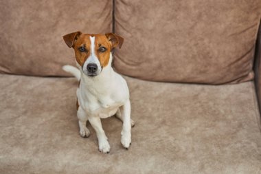 Bej renkli tekstil kanepesinde kameraya bakan Jack Russell Terrier köpeği. Evdeki kanepede oturan komik kürk lekeli küçük kaba köpecik. Kapat, kopyala boşluk, arkaplan