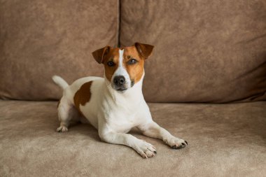 Bej renkli tekstil kanepesinde kameraya bakan Jack Russell Terrier köpeği. Evdeki kanepede oturan komik kürk lekeli küçük kaba köpecik. Kapat, kopyala boşluk, arkaplan
