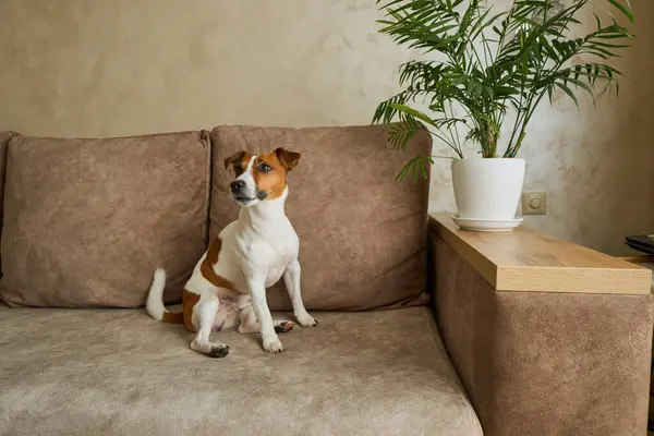 Güzel Jack Russell Terrier köpeği bej renkli tekstil kanepesinde gündüz vakti. Evdeki kanepede oturan komik kürk lekeli küçük kaba köpecik. Kapat, kopyala boşluk, arkaplan