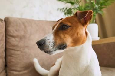 Güzel Jack Russell Terrier köpeği bej renkli tekstil kanepesinde gündüz vakti. Evdeki kanepede oturan komik kürk lekeli küçük kaba köpecik. Kapat, kopyala boşluk, arkaplan