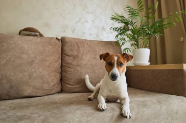 Bej renkli tekstil kanepesinde kameraya bakan Jack Russell Terrier köpeği. Evdeki kanepede oturan komik kürk lekeli küçük kaba köpecik. Kapat, kopyala boşluk, arkaplan