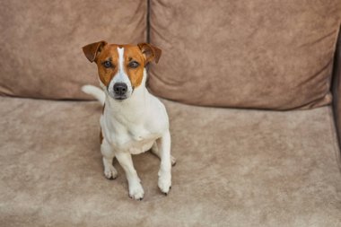 Bej renkli tekstil kanepesinde kameraya bakan Jack Russell Terrier köpeği. Evdeki kanepede oturan komik kürk lekeli küçük kaba köpecik. Kapat, kopyala boşluk, arkaplan