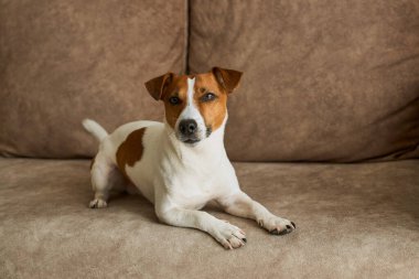 Bej renkli tekstil kanepesinde kameraya bakan Jack Russell Terrier köpeği. Evdeki kanepede oturan komik kürk lekeli küçük kaba köpecik. Kapat, kopyala boşluk, arkaplan