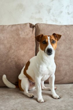 Bej renkli tekstil kanepesinde kameraya bakan Jack Russell Terrier köpeği. Evdeki kanepede oturan komik kürk lekeli küçük kaba köpecik. Kapat, kopyala boşluk, arkaplan