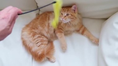 Kırmızı toplu kedi.