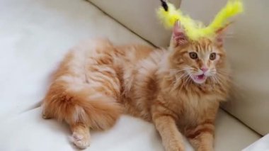 Kedi kanepede yatıyor.