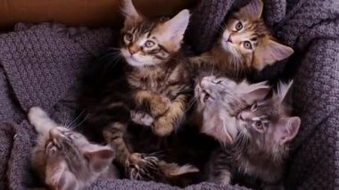 Yavrular yataklarında uyuyor, yakın çekim manzarası..