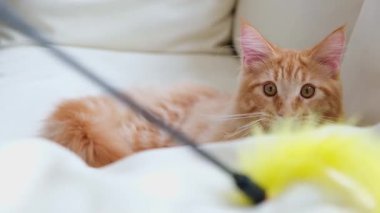 kanepe üzerinde şirin kedi