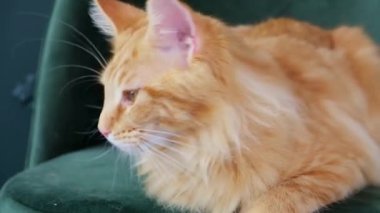 Kanepede yatan turuncu gözlü kızıl kedi.