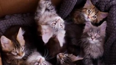 Kediler kanepede yatıyor..