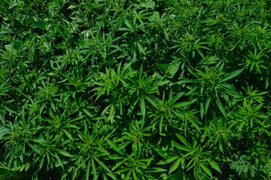 Marihuana bitkilerinin geçmişi. Kenevir yaprağı ve tohum. Marihuananın yasallaştırılması, uyuşturucu fabrikası, esrar endüstrisi.