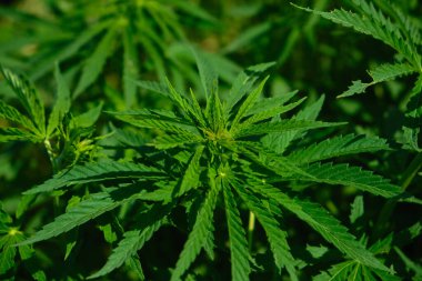 Marihuana bitkilerinin geçmişi. Kenevir yaprağı ve tohum. Marihuananın yasallaştırılması, uyuşturucu fabrikası, esrar endüstrisi.