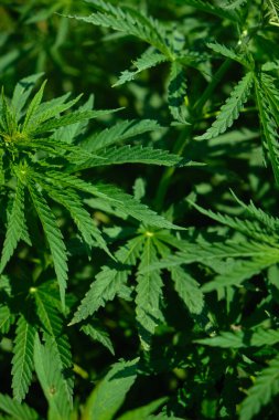 Marihuana bitkilerinin geçmişi. Kenevir yaprağı ve tohum. Marihuananın yasallaştırılması, uyuşturucu fabrikası, esrar endüstrisi.