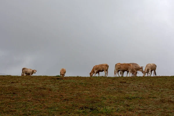 Koeien Grazen Een Regenachtige Dag Met Een Bewolkte Lucht Tijdens — Stockfoto