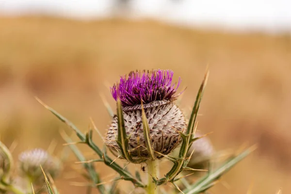 Крупним Планом Фіолетова Квітка Тьмяного Будяка — стокове фото