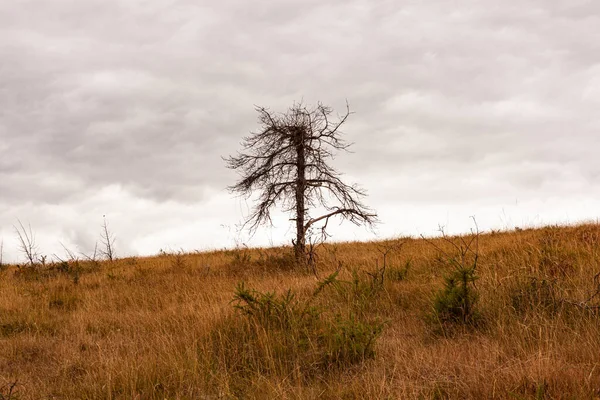 Uma Árvore Morta Céu Tempestuoso Longo Chemin Puy Rota Francesa — Fotografia de Stock