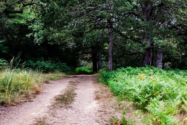 Vägen Skogen Längs Chemin Puy Fransk Rutt Vägen Till James — Stockfoto